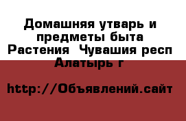 Домашняя утварь и предметы быта Растения. Чувашия респ.,Алатырь г.